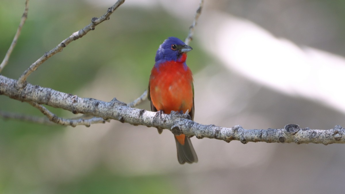 Painted Bunting - ML583024711