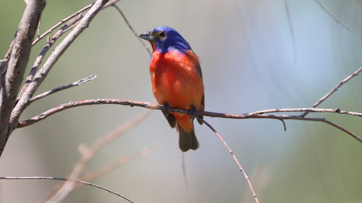 Painted Bunting - ML583024721