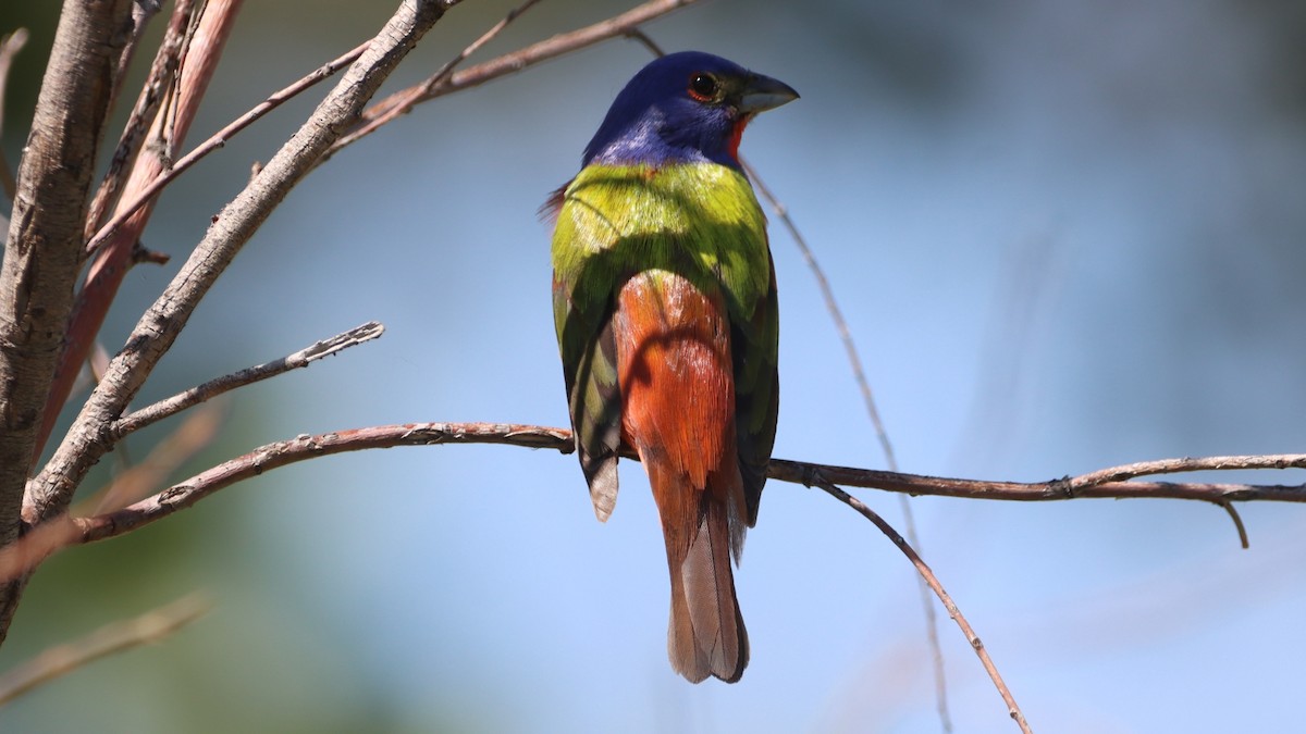 Painted Bunting - ML583024731