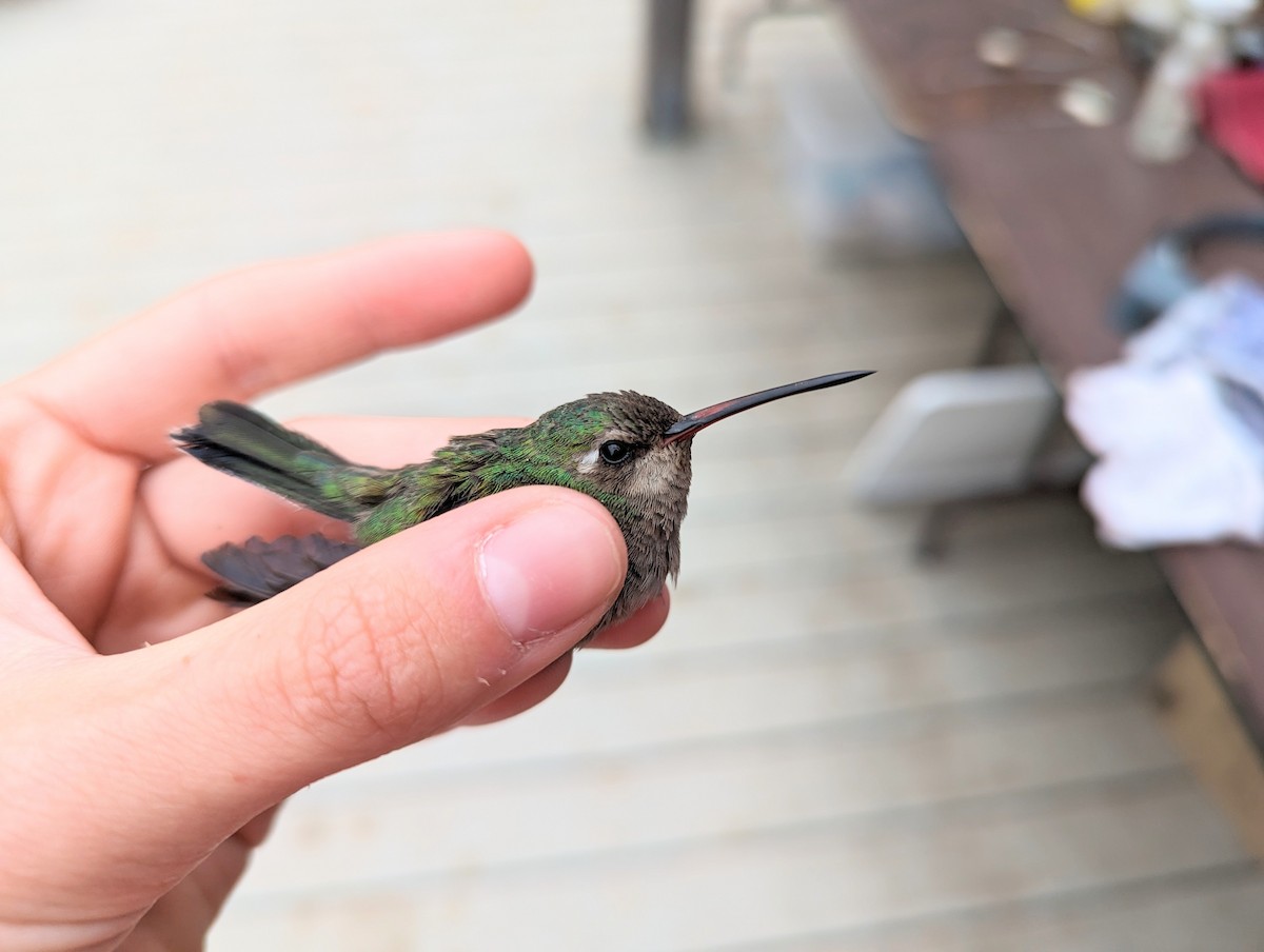 Broad-billed Hummingbird - ML583025191