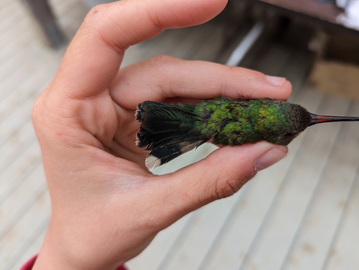 Broad-billed Hummingbird - ML583025211