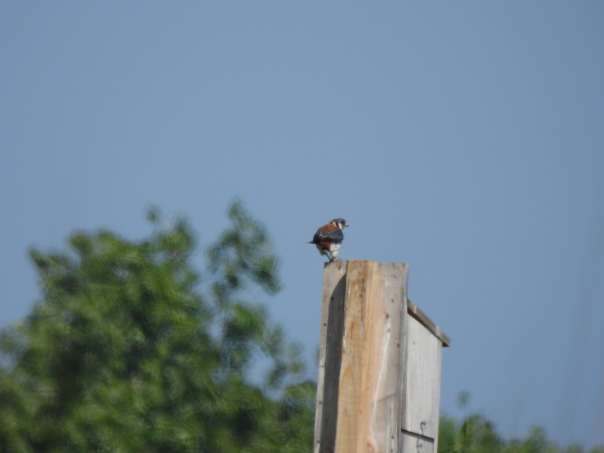 American Kestrel - ML583025471