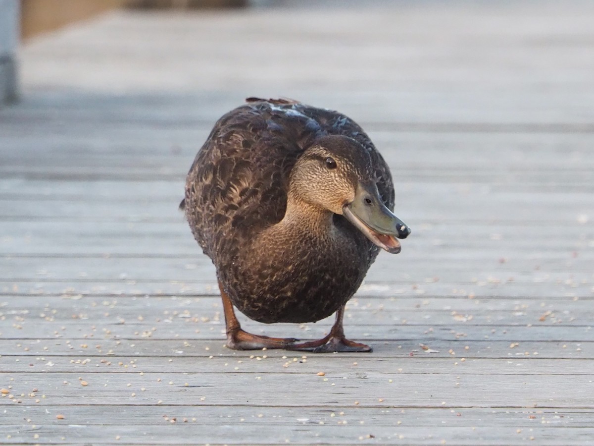 Canard noir - ML583026031