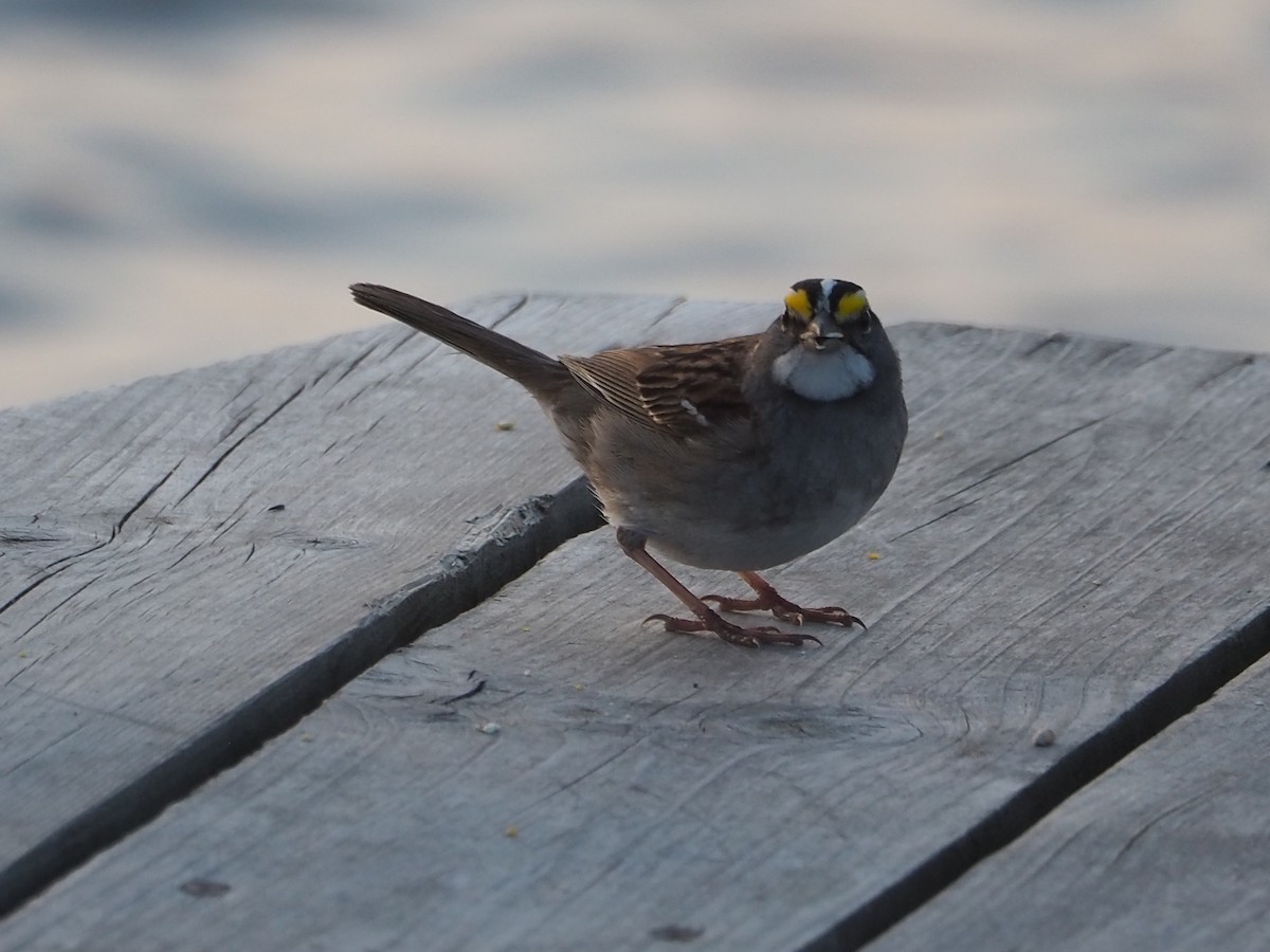 White-throated Sparrow - Chantal Imbeault