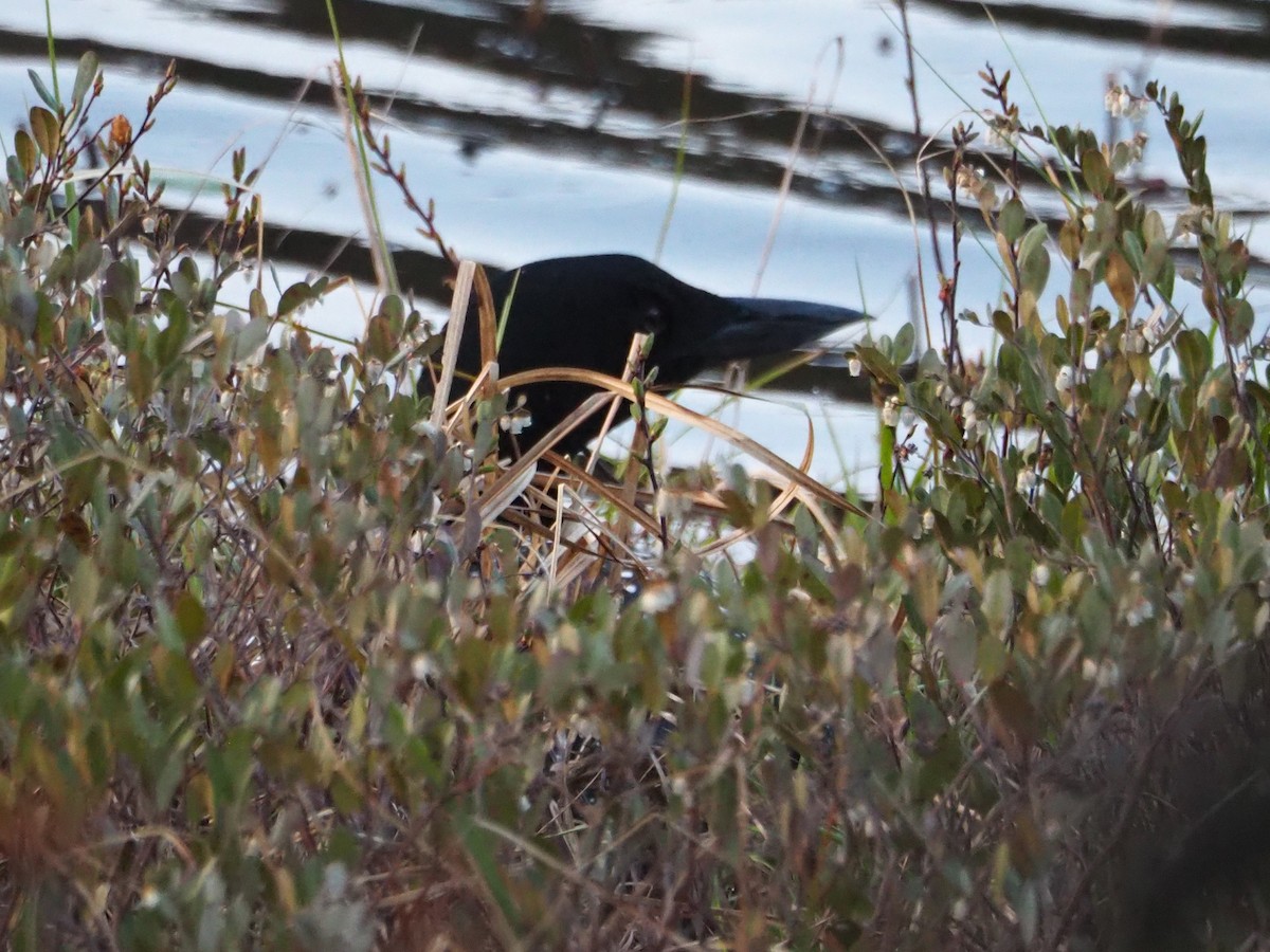 Common Loon - ML583026181