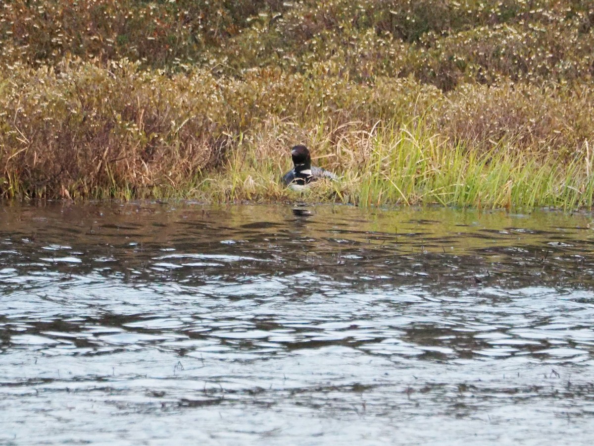 Common Loon - ML583026201