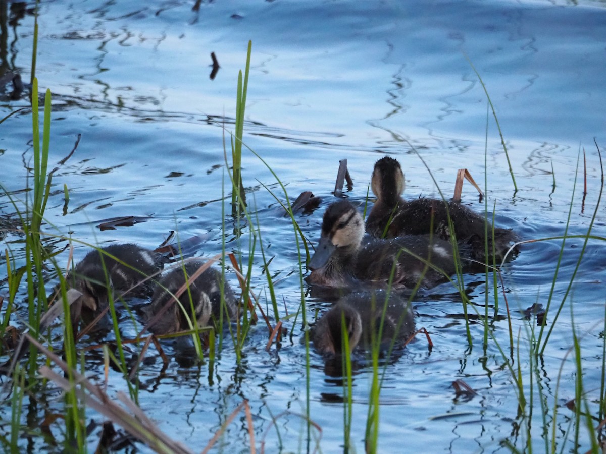 American Black Duck - Chantal Imbeault