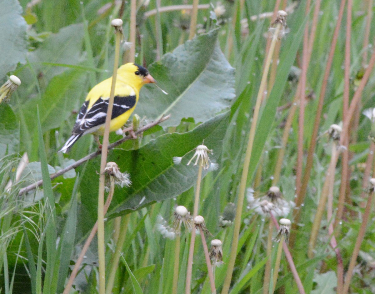 American Goldfinch - ML58302691