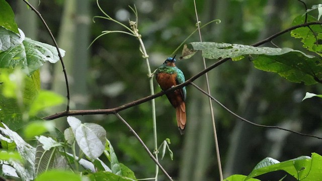 Coppery-chested Jacamar - ML583027391