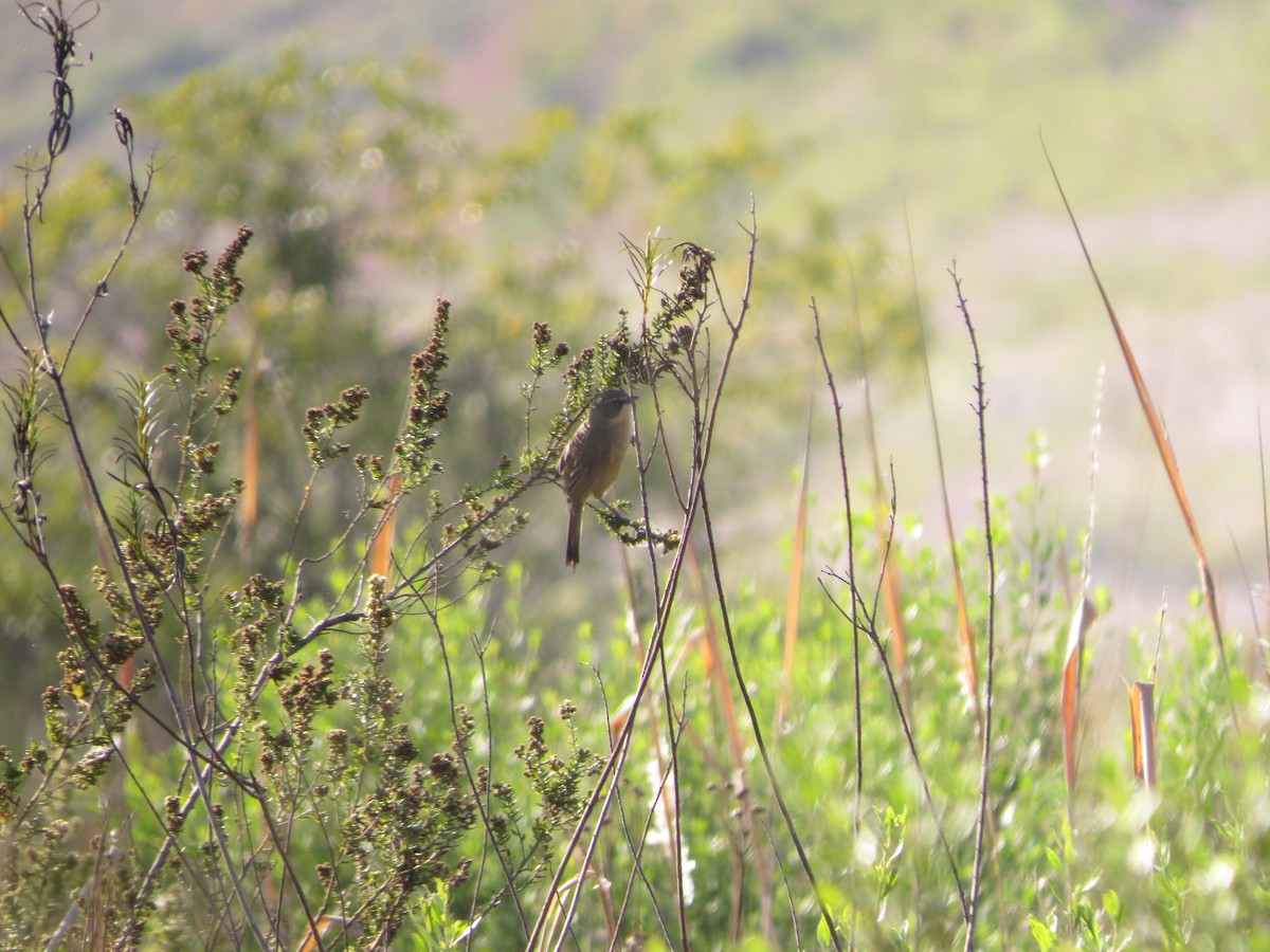 Long-tailed Reed Finch - ML583028081