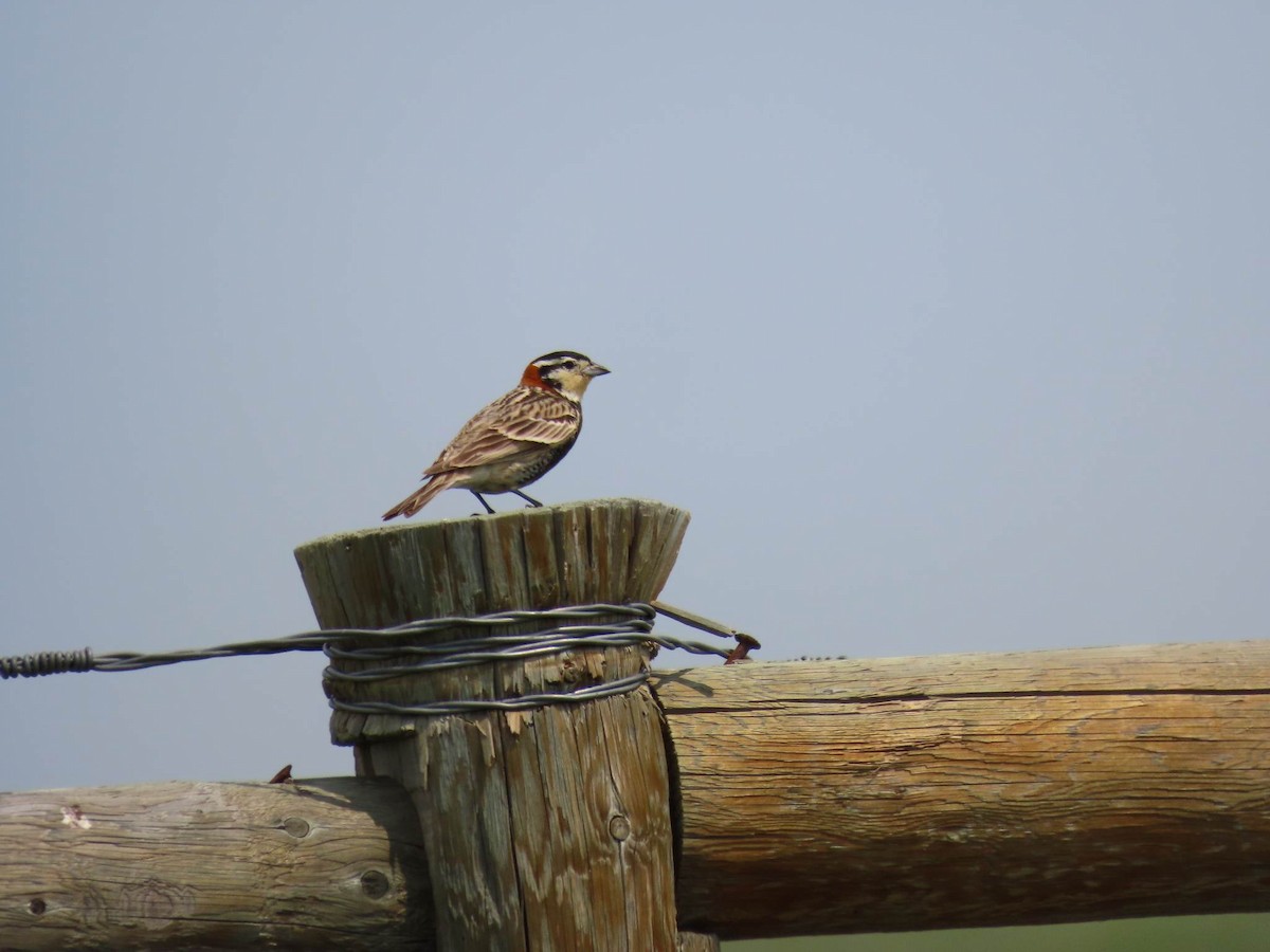 Chestnut-collared Longspur - ML583028161