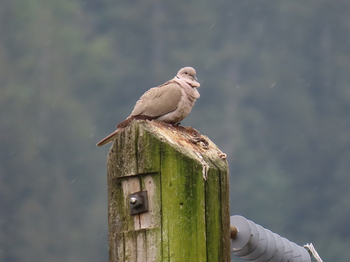 Eurasian Collared-Dove - Kathy Stewart