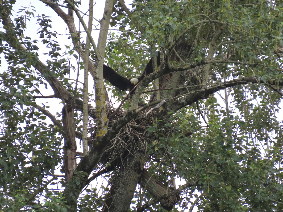 Bald Eagle - Kathy Stewart