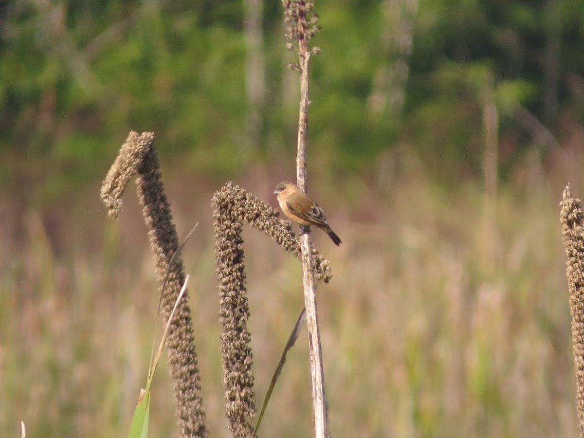 Copper Seedeater - ML583028551