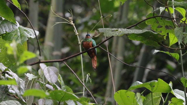 Coppery-chested Jacamar - ML583029201