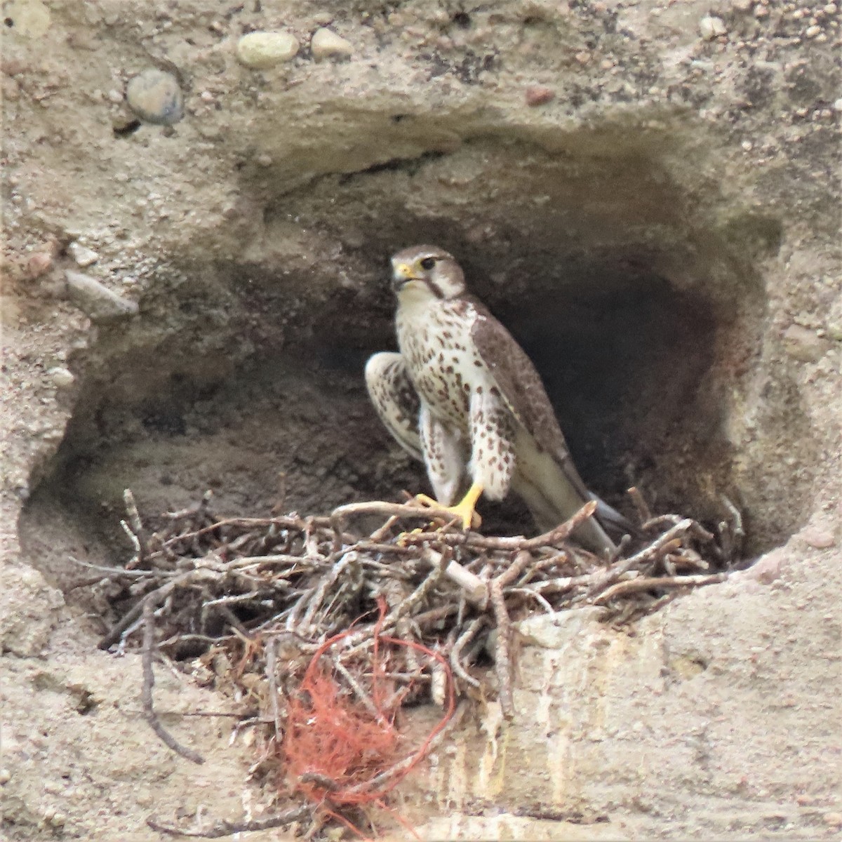 Prairie Falcon - ML583029261