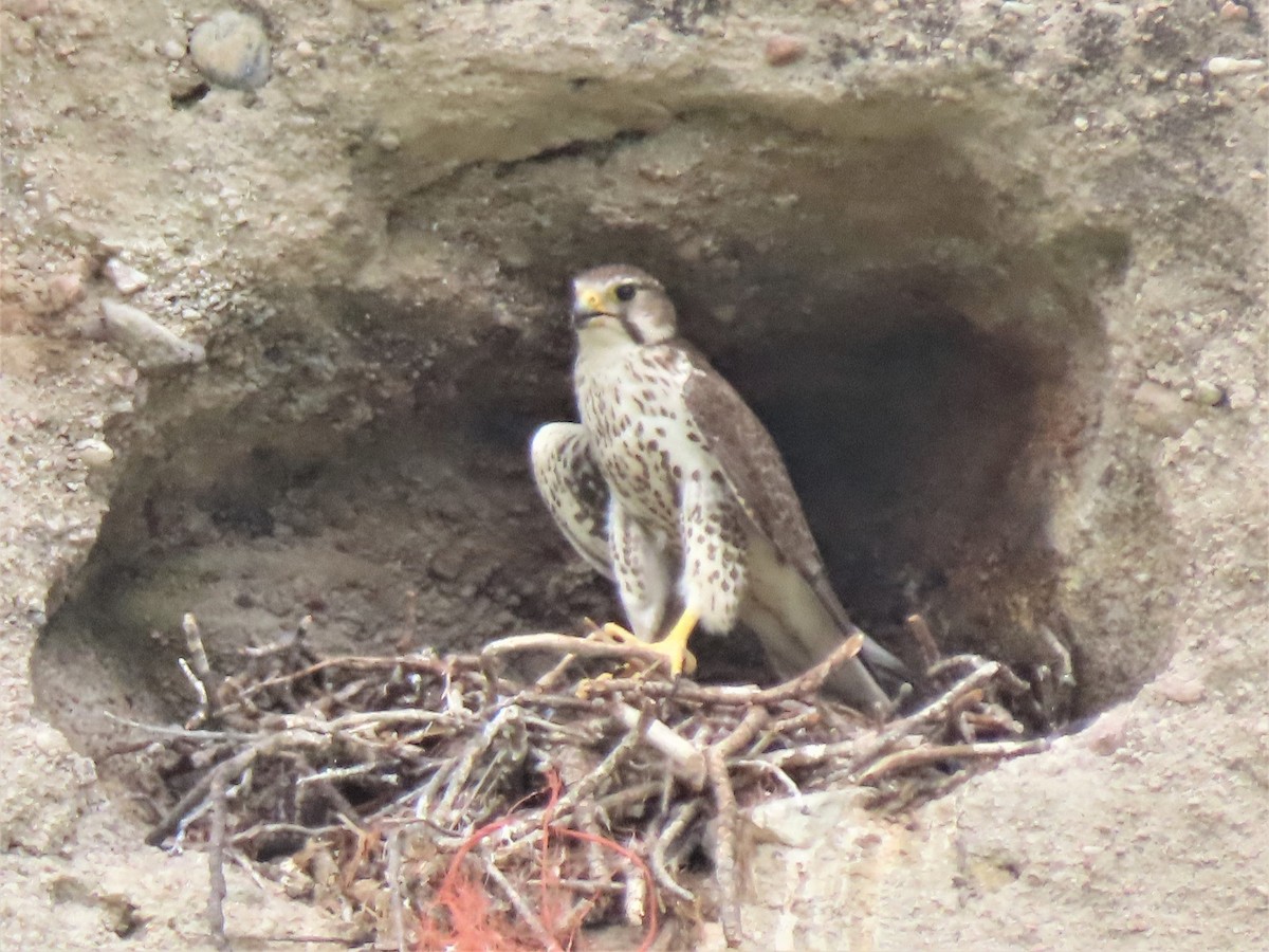 Prairie Falcon - ML583029271