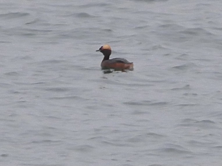 Horned Grebe - Chris Wills