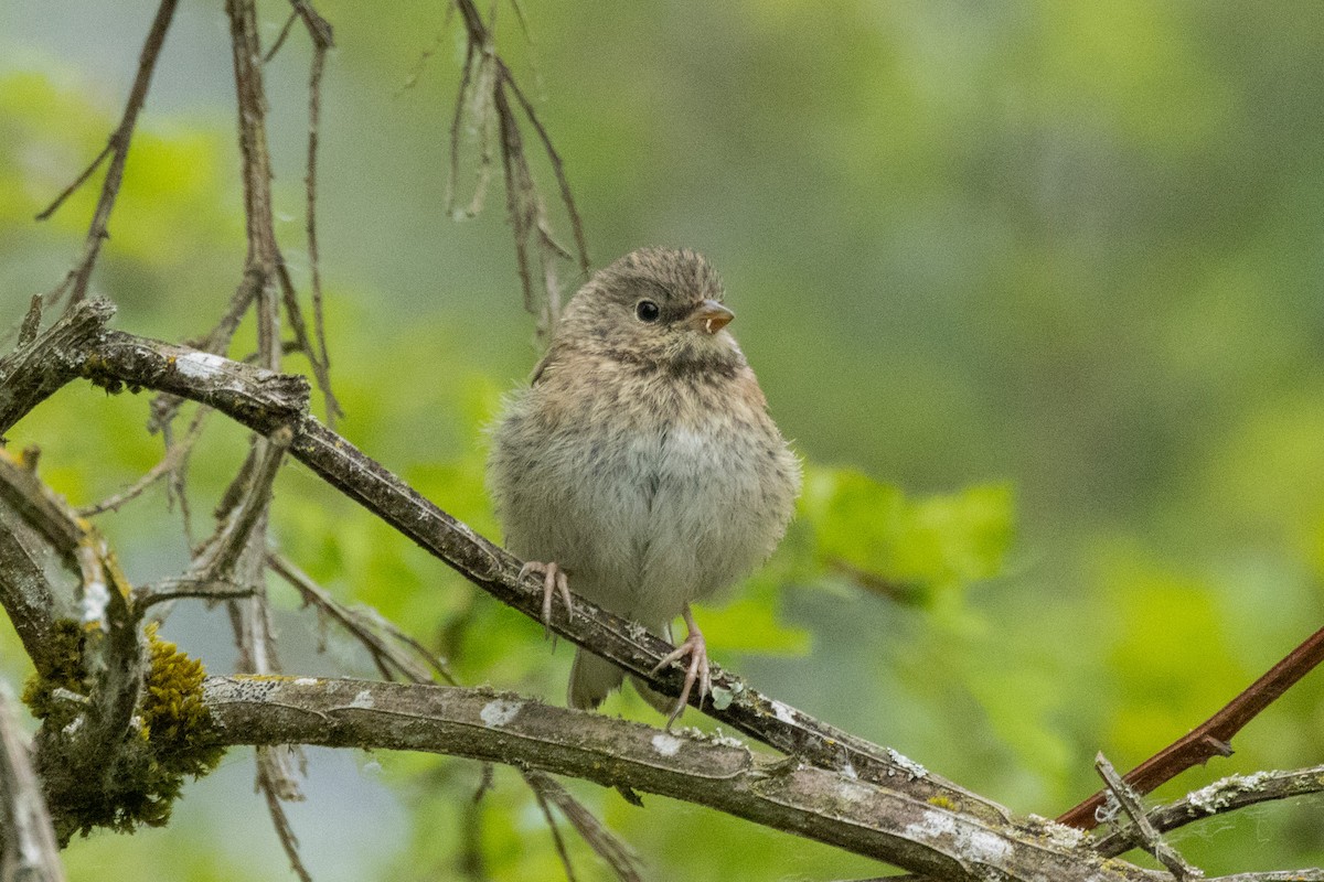 Dark-eyed Junco - Gordon Starkebaum