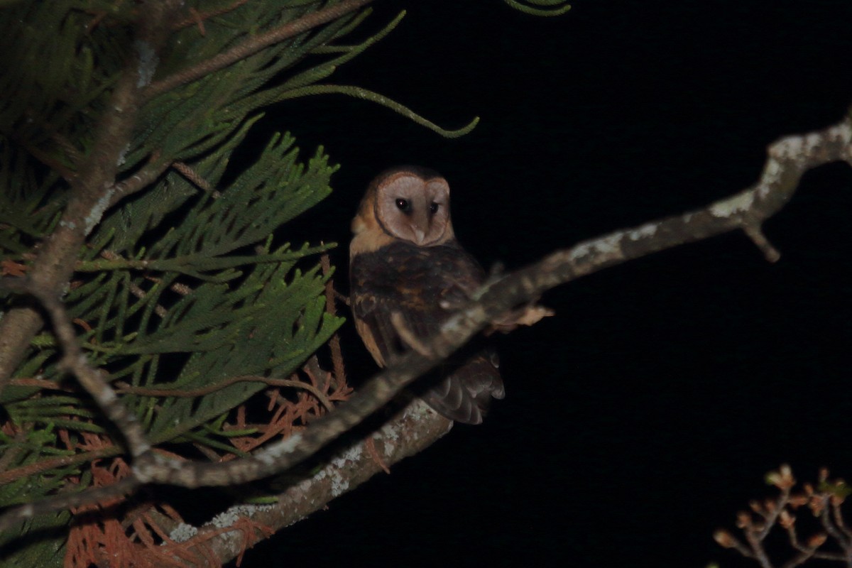 Australian Masked-Owl - ML583029741