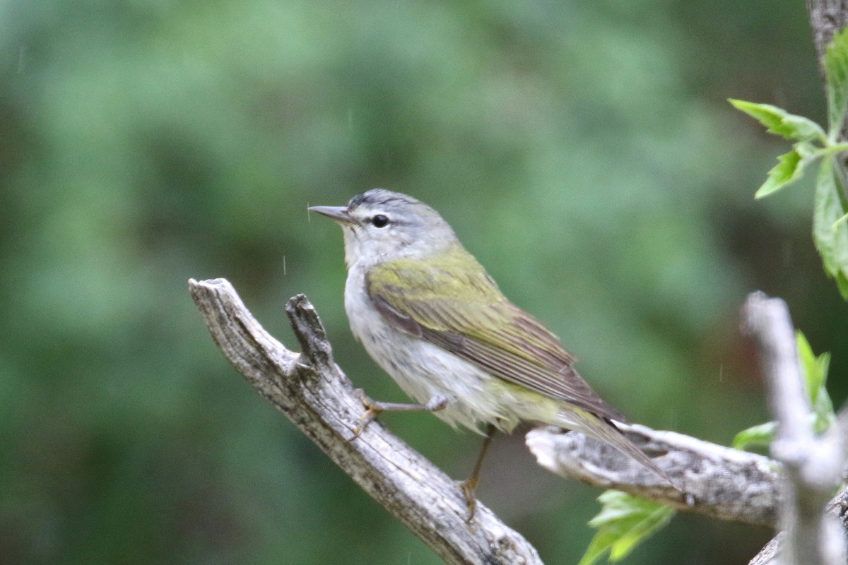 Tennessee Warbler - ML58302991