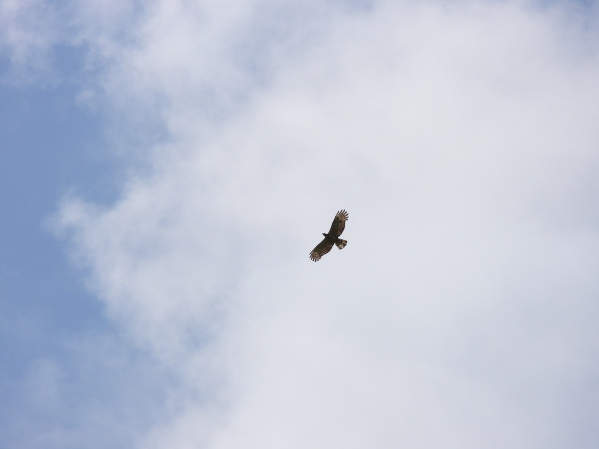 Oriental Honey-buzzard - ML583030701