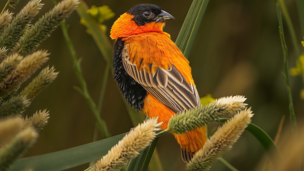 Northern Red Bishop - chef Ito