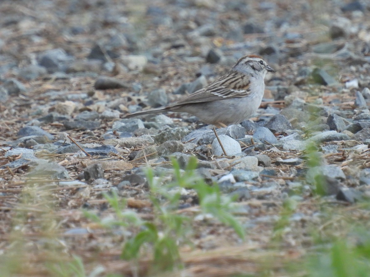 Chipping Sparrow - Uday Sant