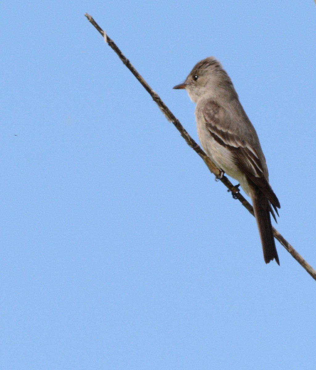 Western Wood-Pewee - ML58303221