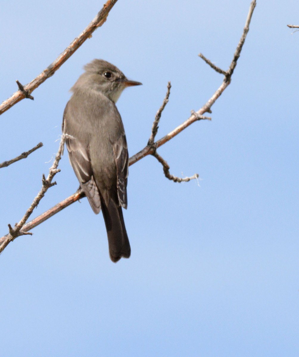 Western Wood-Pewee - ML58303231