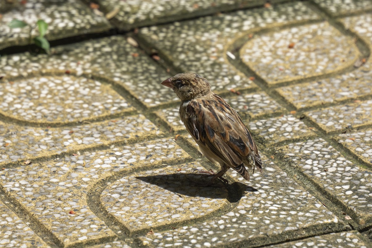 House Sparrow - ML583032371