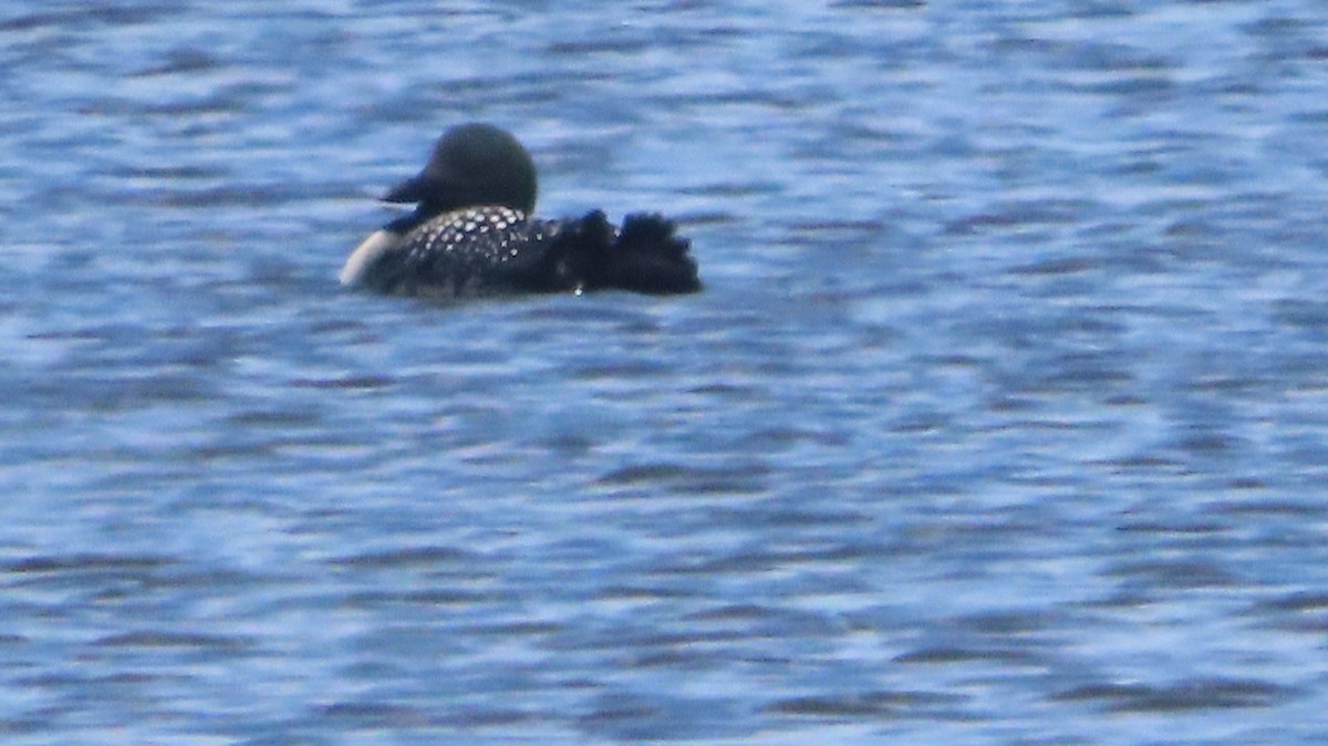 Common Loon - Gregory Allen