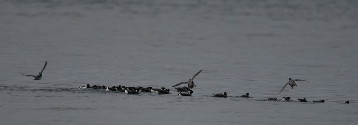 Ancient Murrelet - Dena Turner