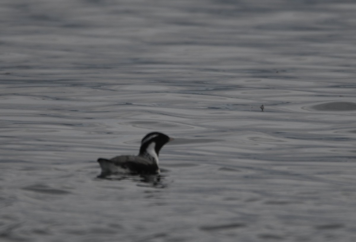 Ancient Murrelet - Dena Turner