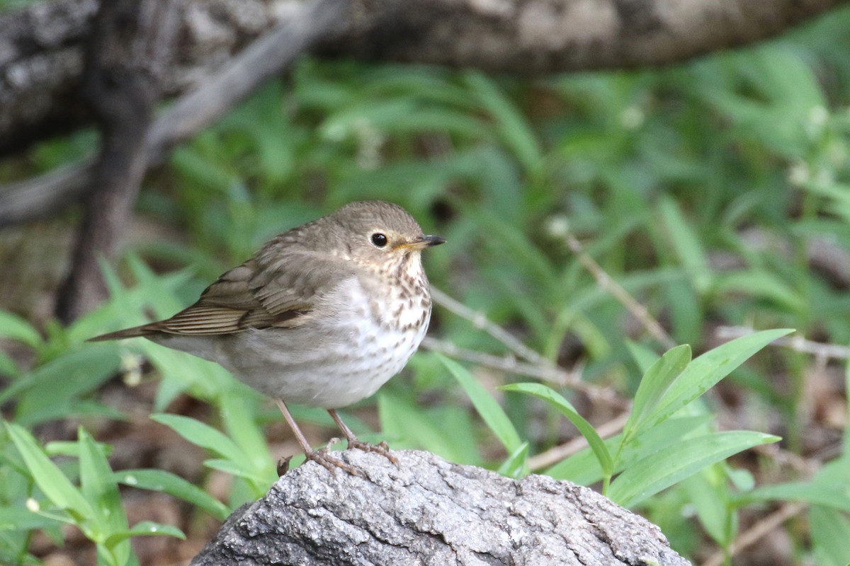 Swainson's Thrush - ML58303351