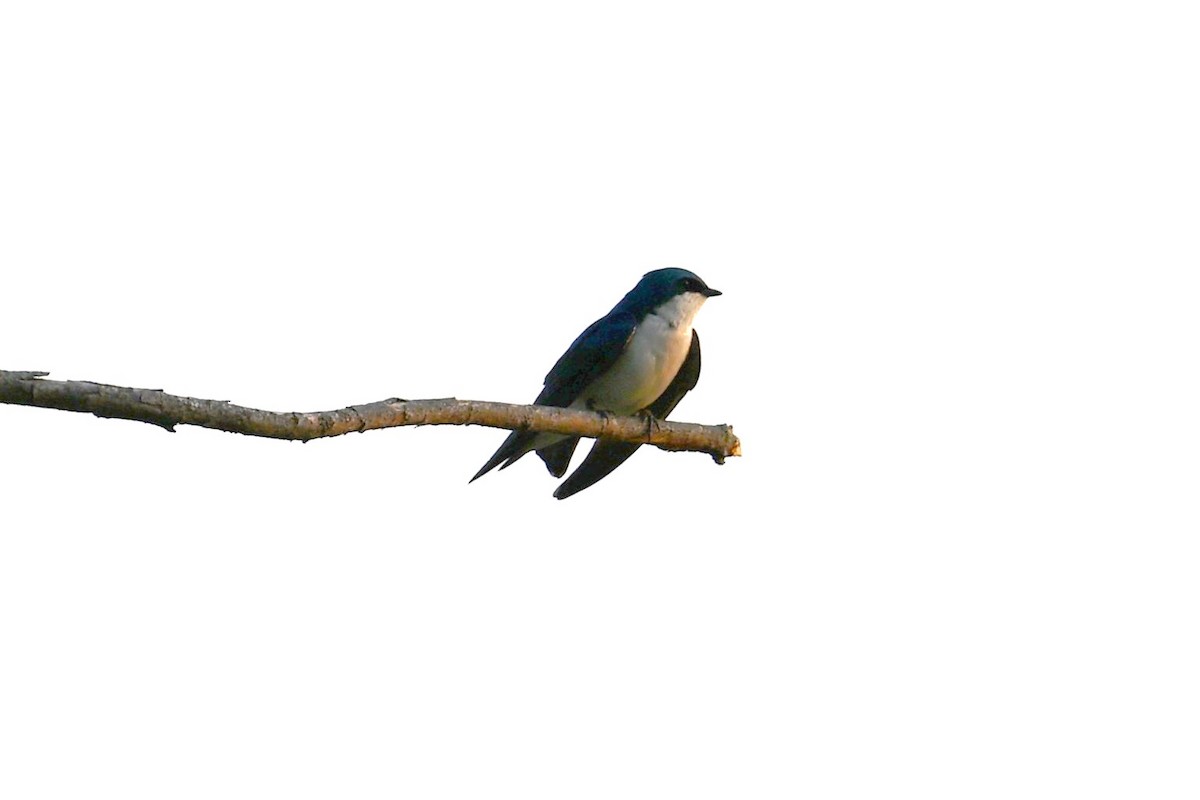 Tree Swallow - ML583033851