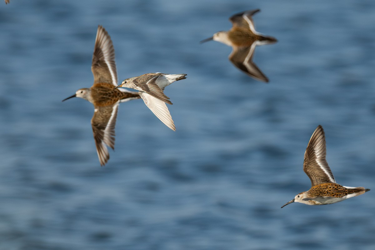 White-rumped Sandpiper - ML583034241