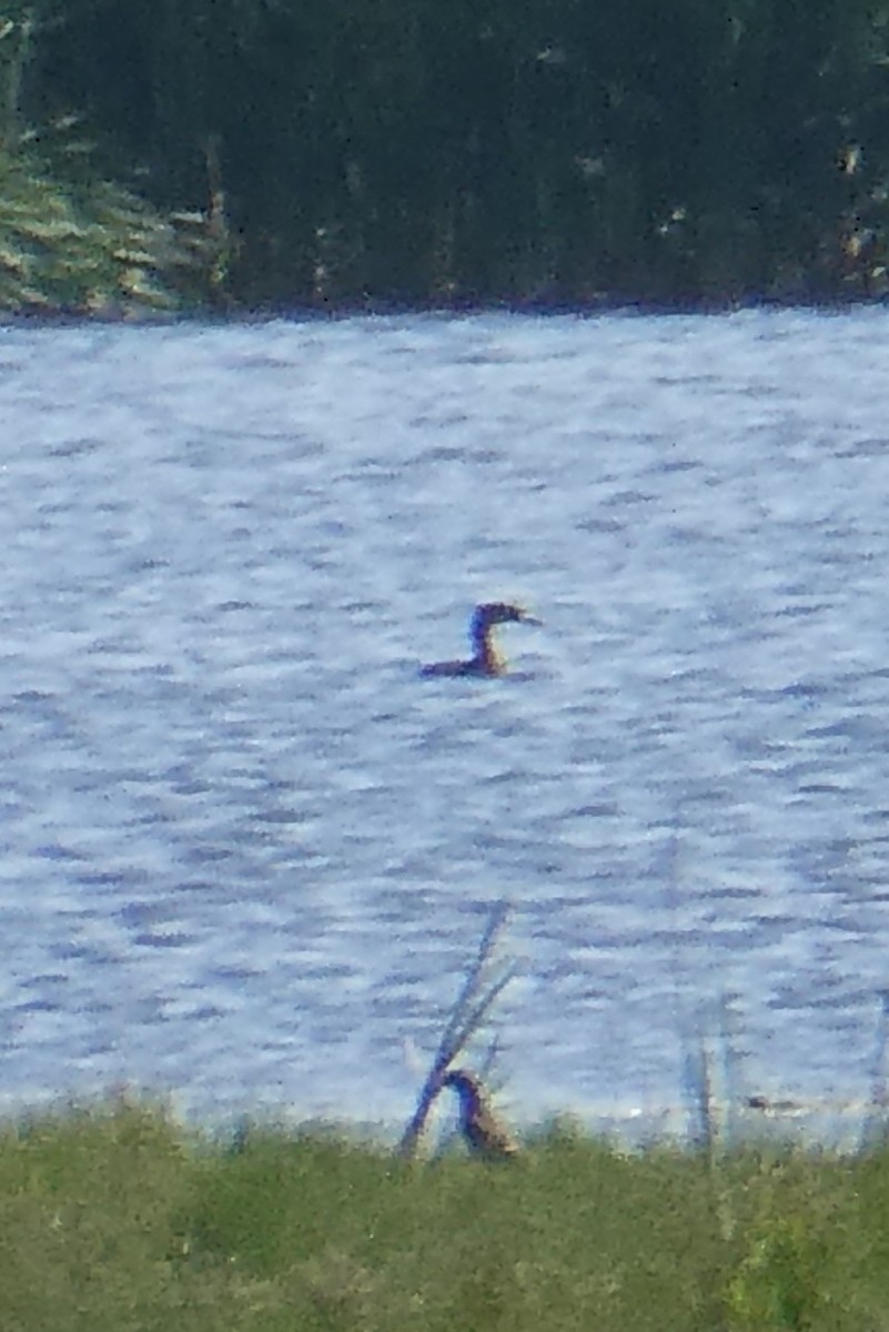 Red-necked Grebe - ML583035151