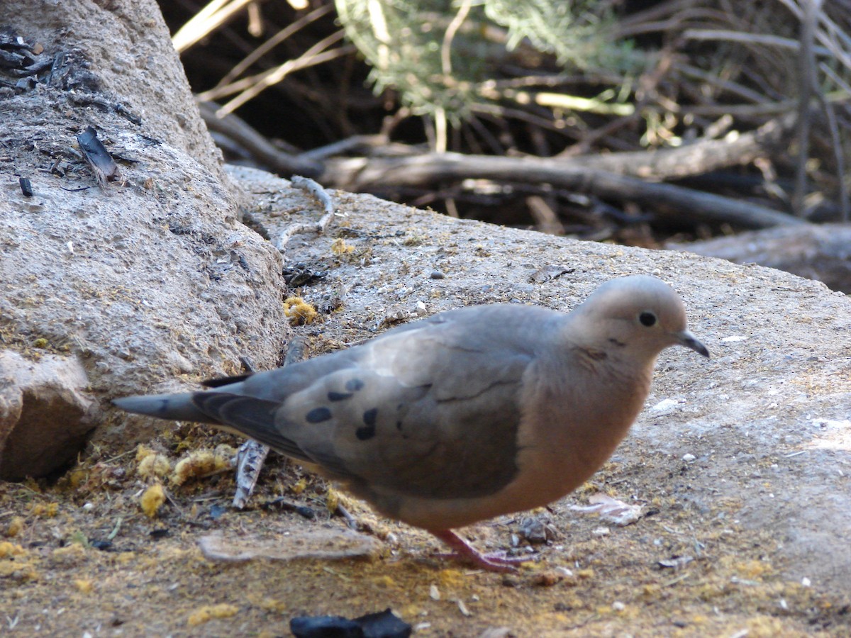 Eared Dove - ML58303551