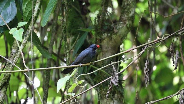 Slate-colored Grosbeak - ML583036251