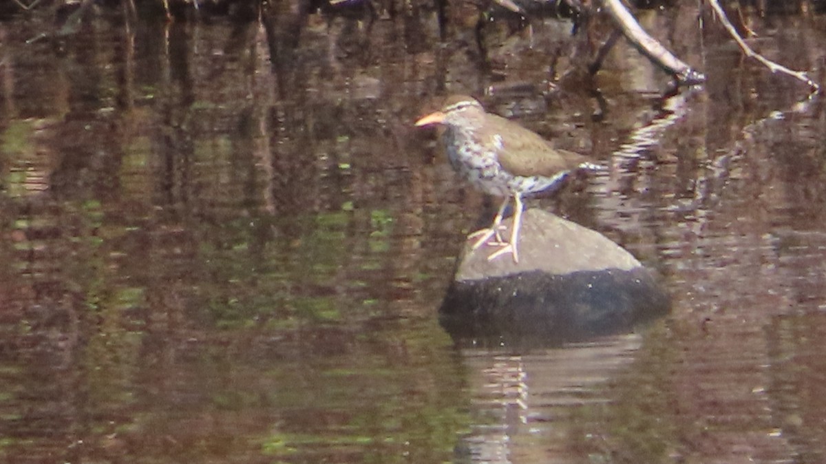 Spotted Sandpiper - ML583036411