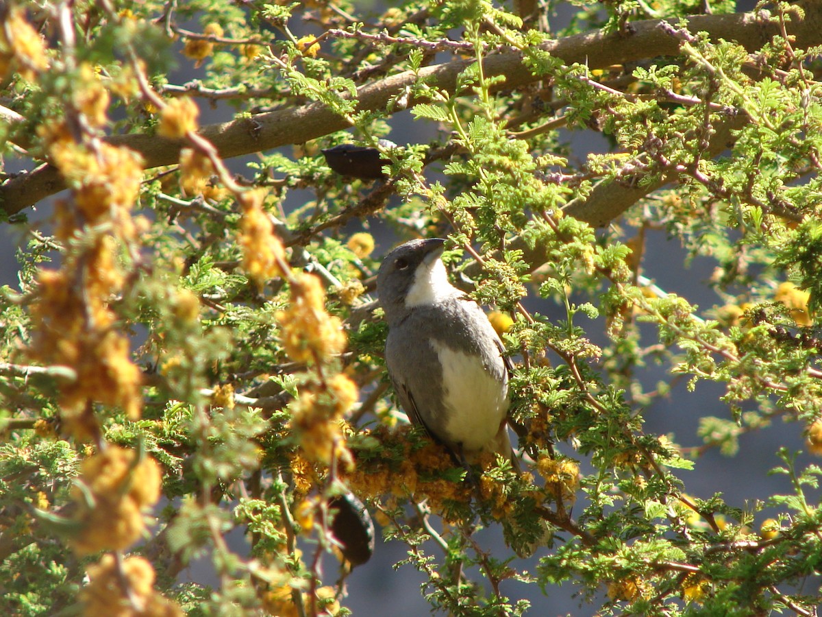 Diuca Finch - Deva Migrador