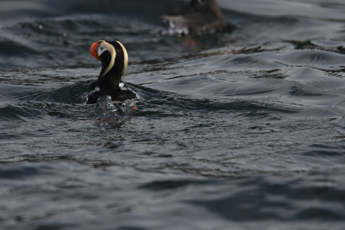 Tufted Puffin - Dena Turner