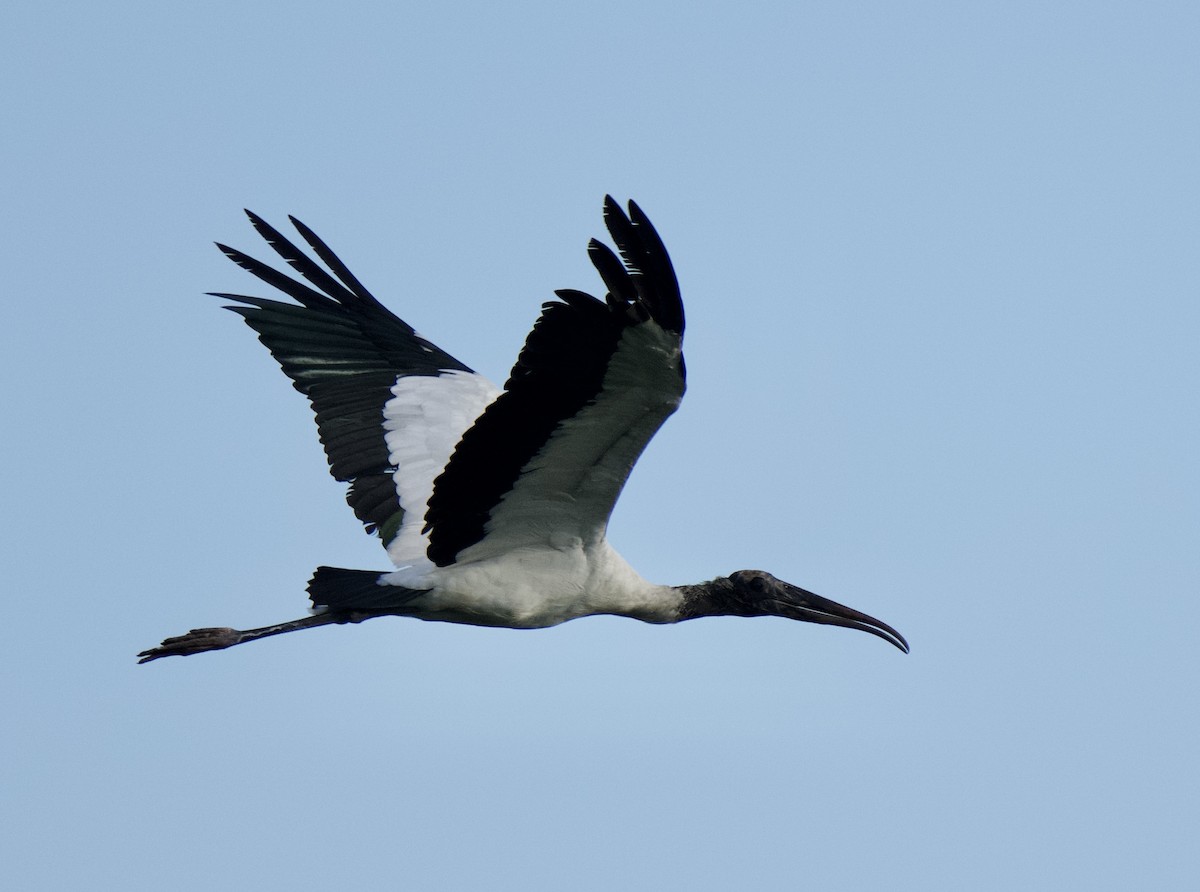 Wood Stork - A Birder