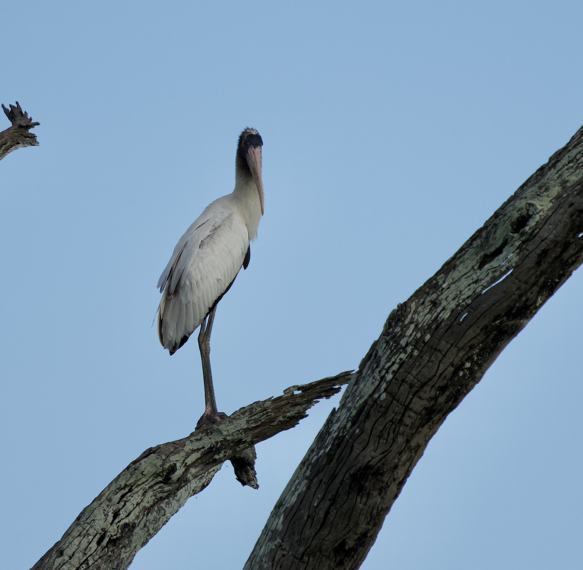 Wood Stork - A Birder