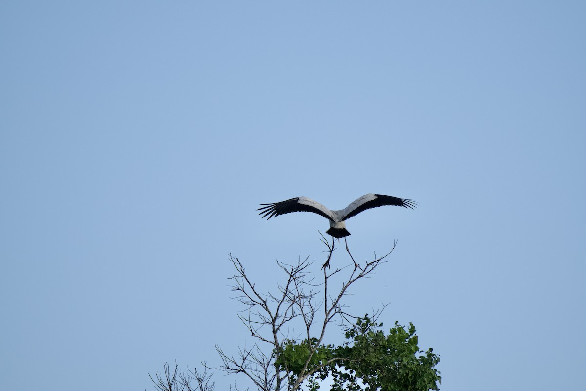 Wood Stork - ML583037811