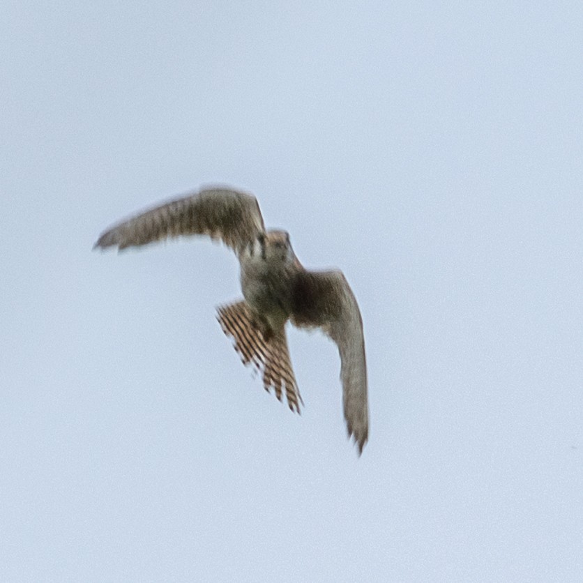 American Kestrel - Greg O’Brien