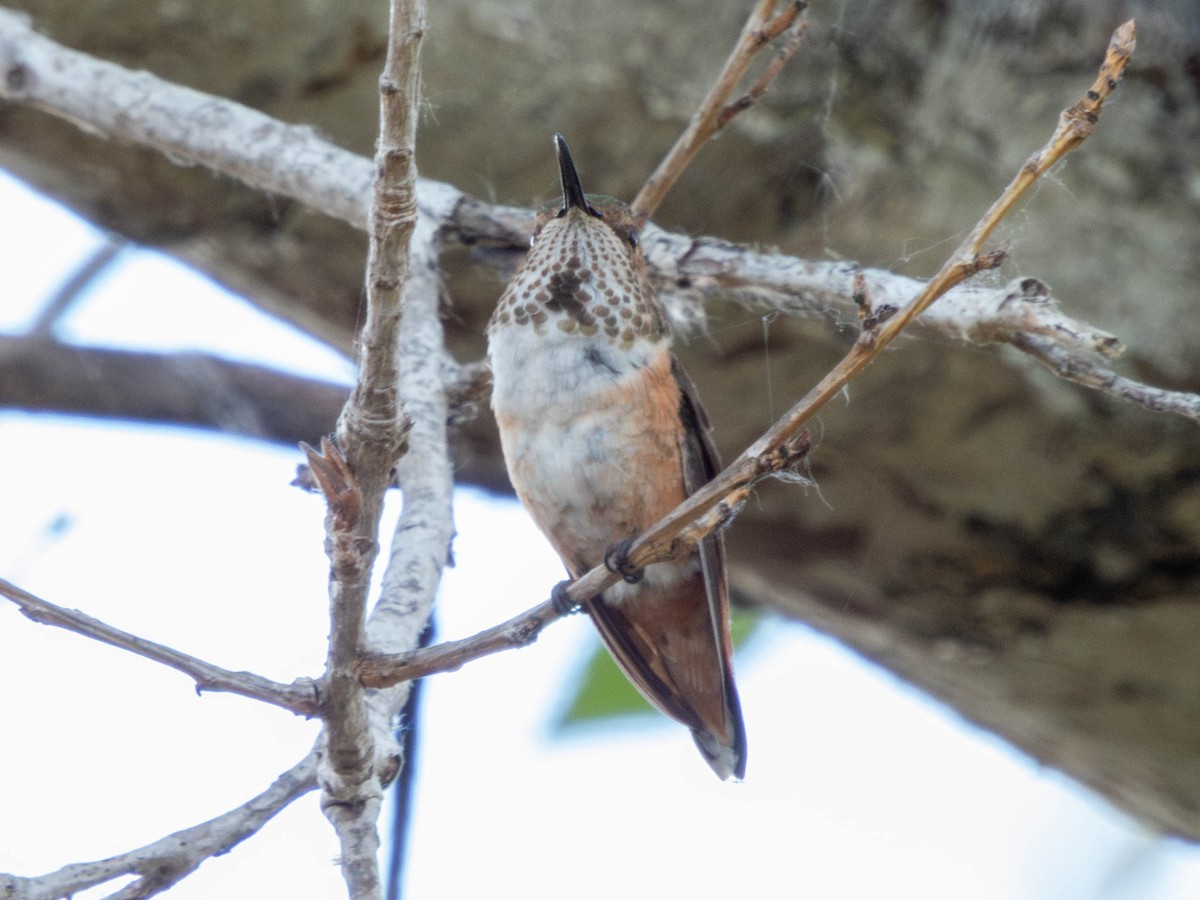 Allen's Hummingbird - ML583038651