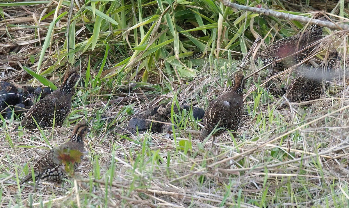 Crested Bobwhite (Spot-bellied) - ML583038681