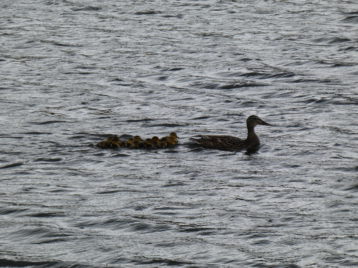 Mallard - Ned Wallace & Janet Rogers